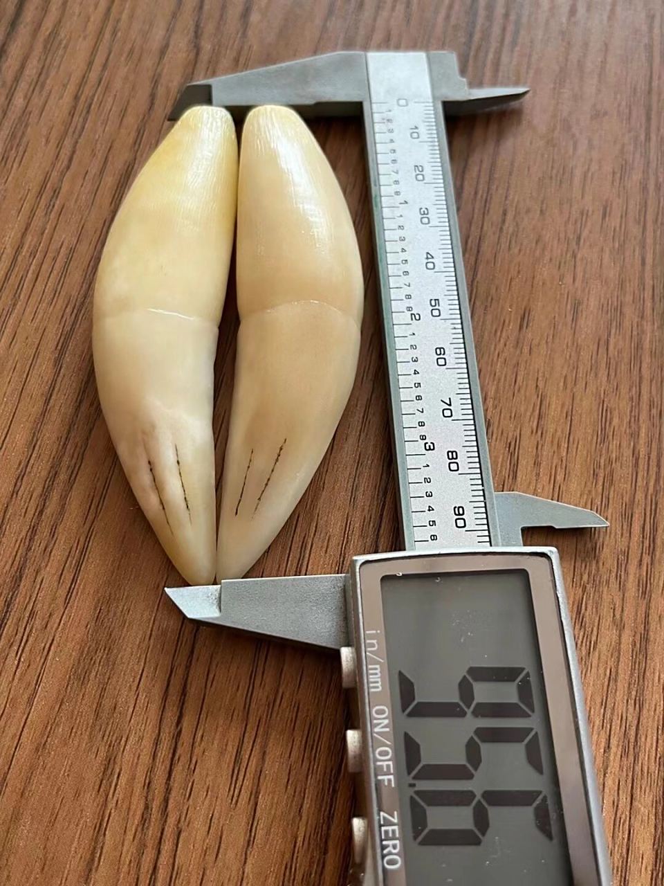 虎牙骆驼牙狼牙大猫牙喜欢联系#虎牙# #骆驼