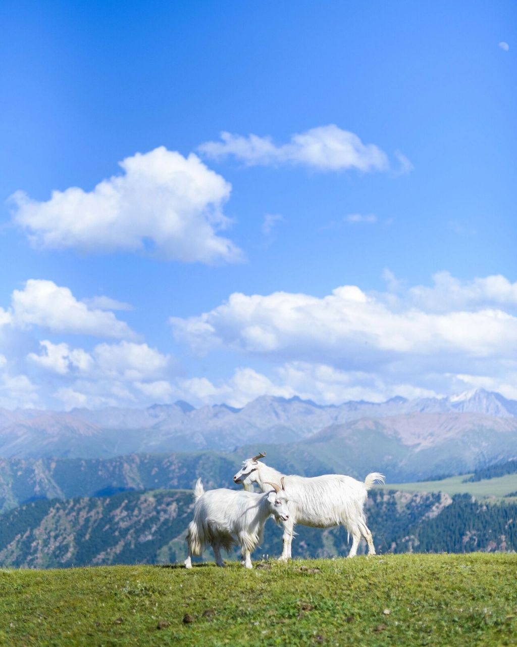 草原上的山羊 我还有好多好多山羊的照片,每一张都看不够