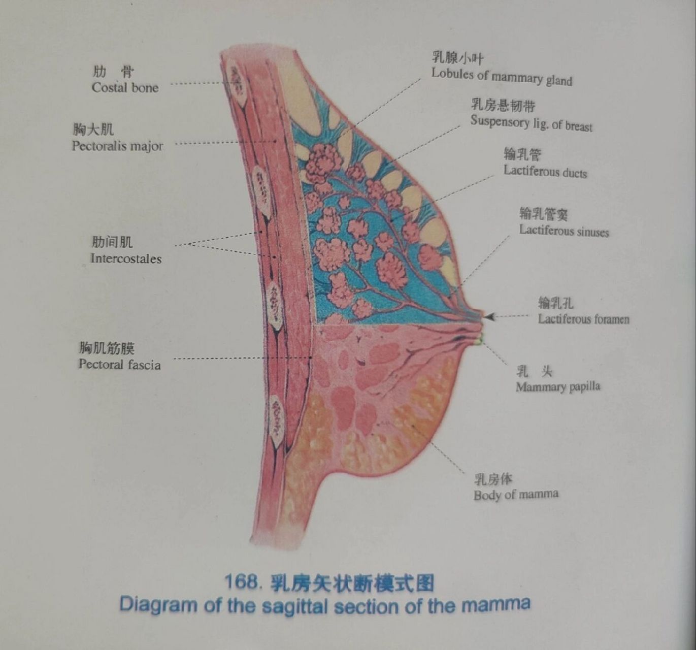 乳房主要结构是皮肤,皮下组织和乳腺体; 辅助组织有乳头,乳晕