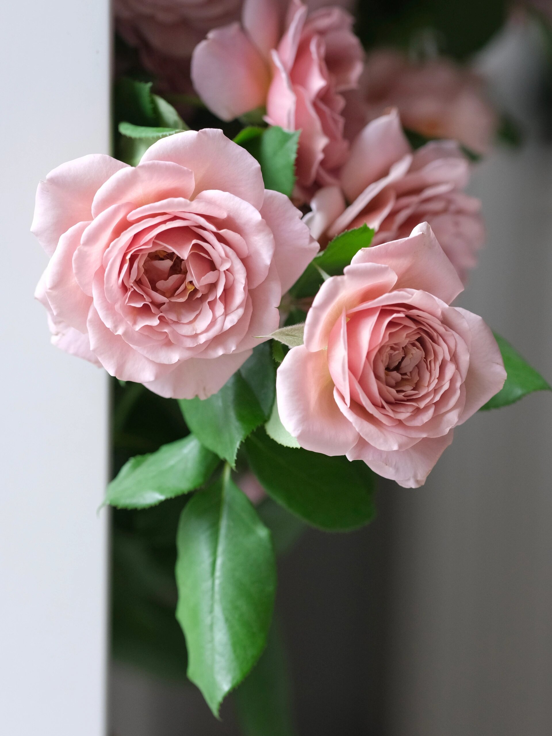 欧月:可可洛可,复古色系玫瑰,玫瑰巧克力色