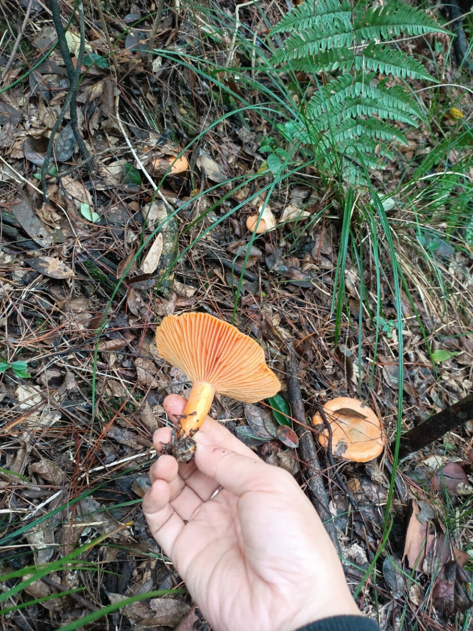 松树菌有"食用菌之王"的美称 松树菌是蘑菇中的上品, 不但风味极佳