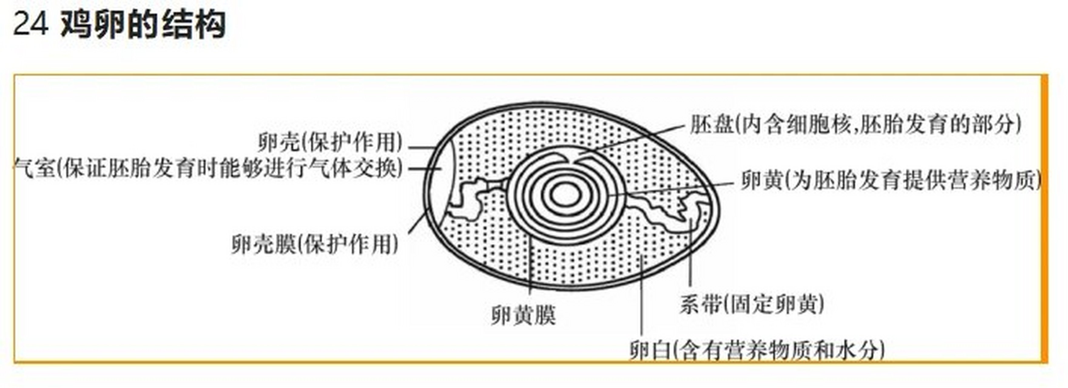 初中生物25个必记图-24鸡卵的结构 初中生物25个必记图-24鸡卵的结构