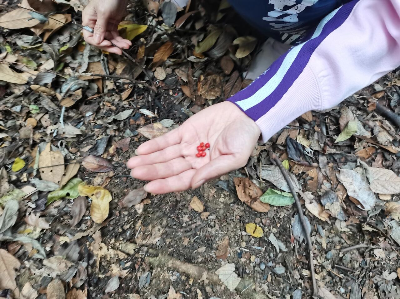 深山里的红豆树 千年相思树,一地红豆红