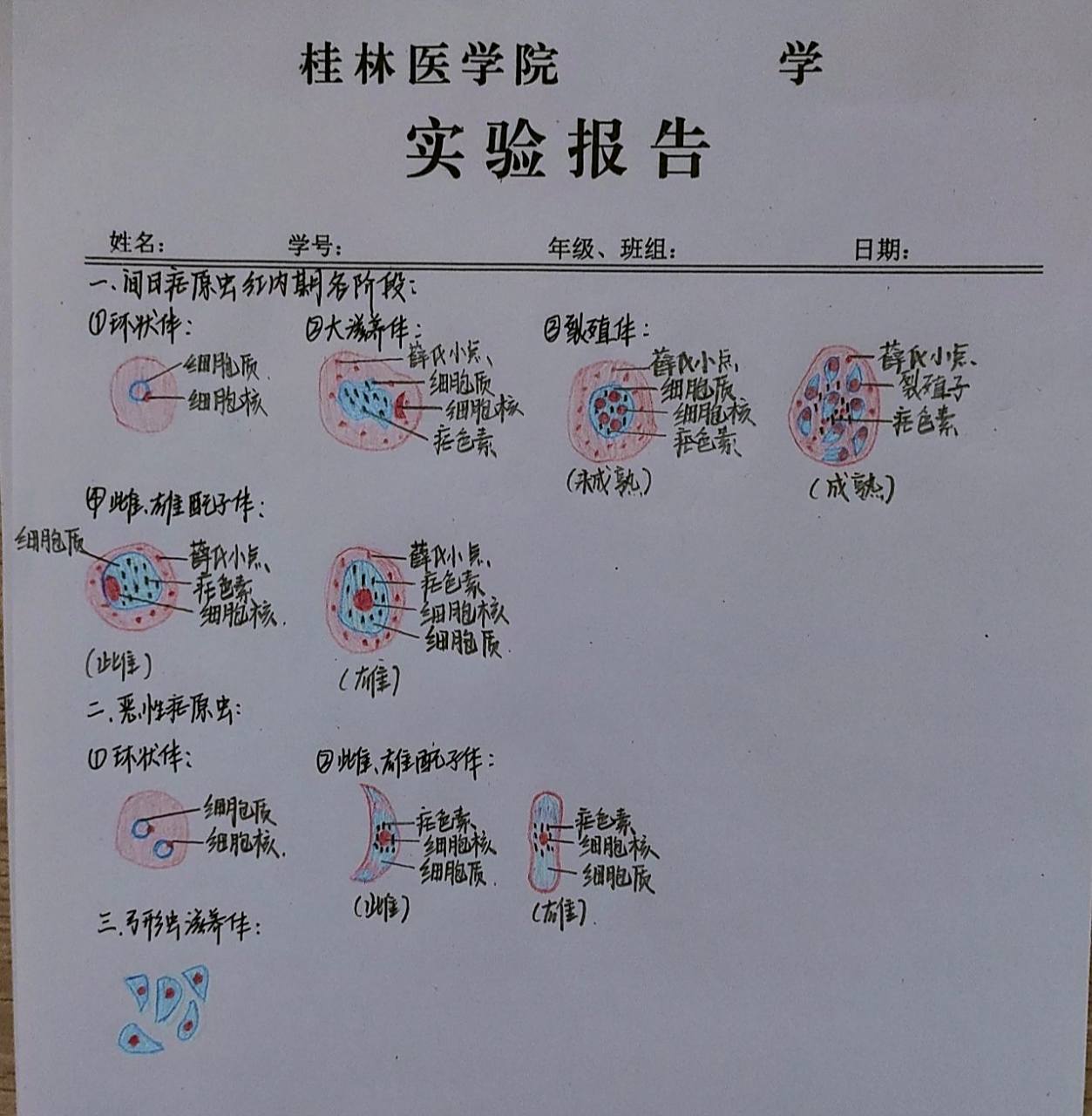 疟原虫红蓝铅笔绘图 疟原虫红蓝铅笔绘图