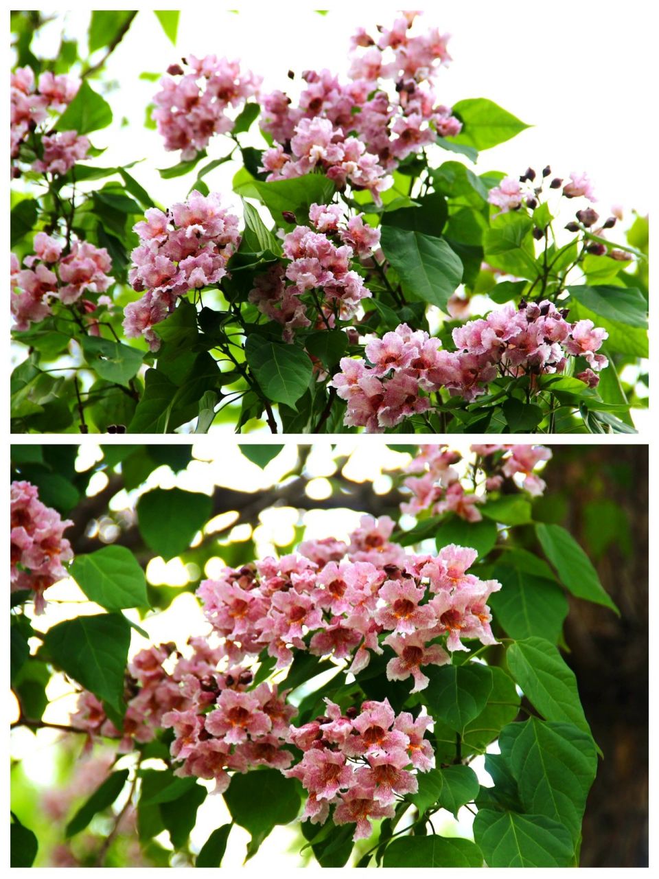 94花语:好运,爱情,幸福和希望.