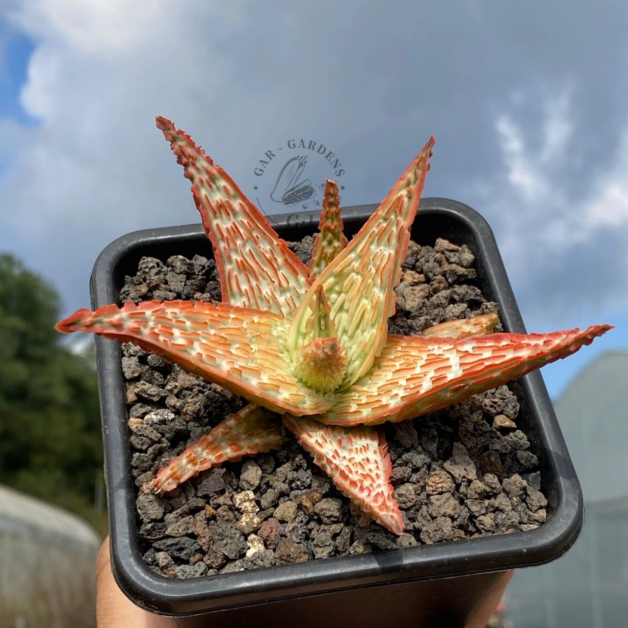 「沁园春61雪」芦荟|多肉植物 郭郭的芦荟杂交选育 雪肌橙红色渐变