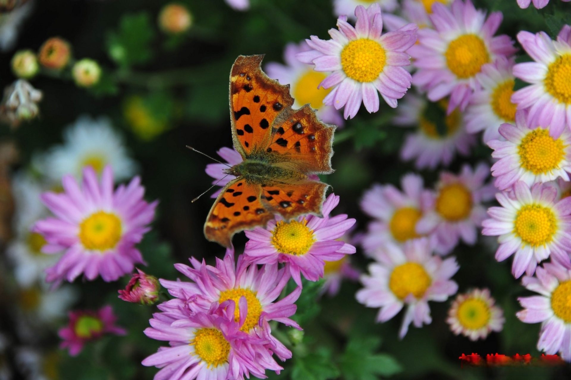 淄博秋天的野菊花# "此花开尽更无花".