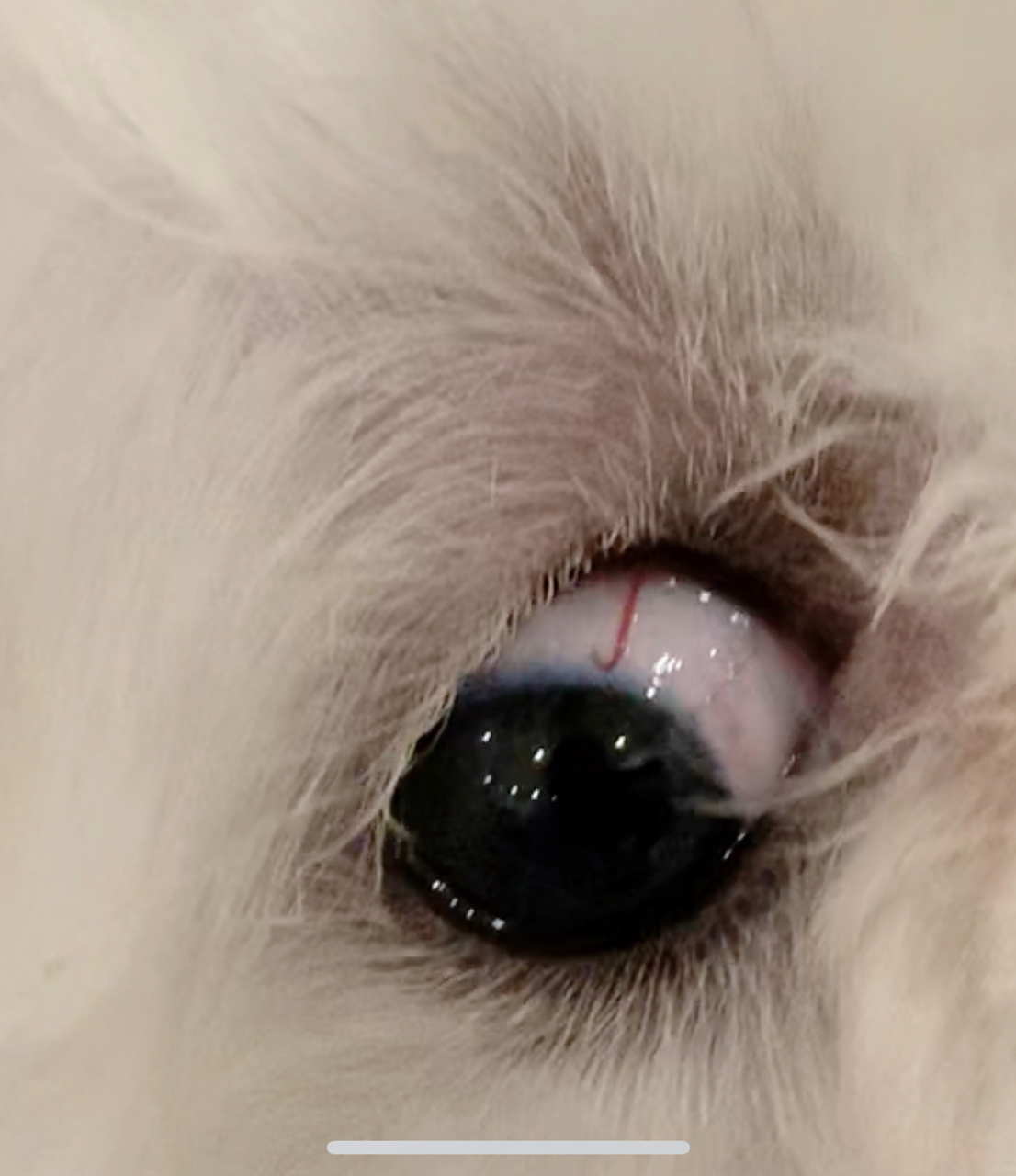 科普贴:狗狗眼睛里的"异形"红色血丝 今天发现这个吓死人了!