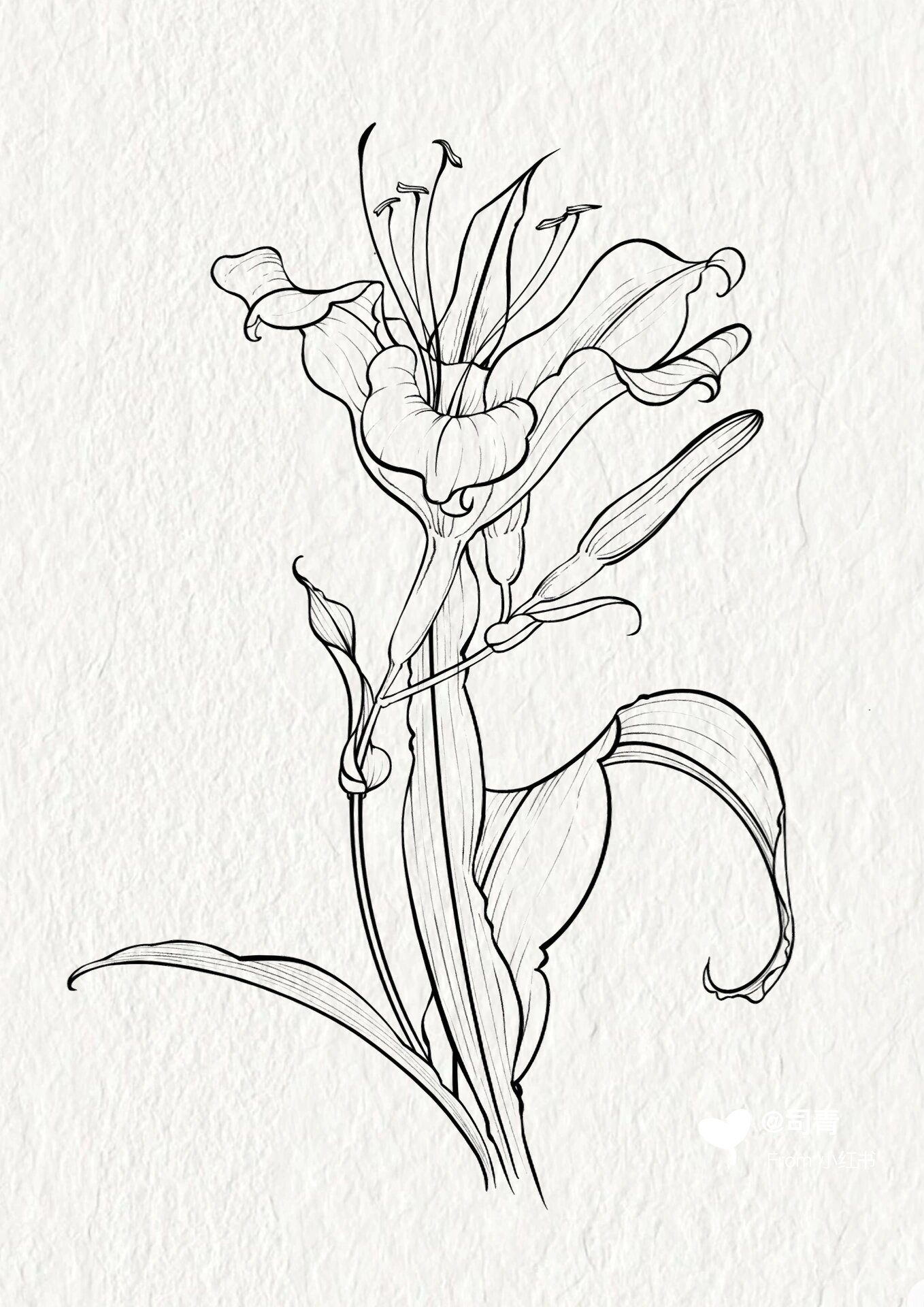 线稿手绘植物(25/100)|萱草 软件:procreate 笔刷:工作室笔,听盒 今日