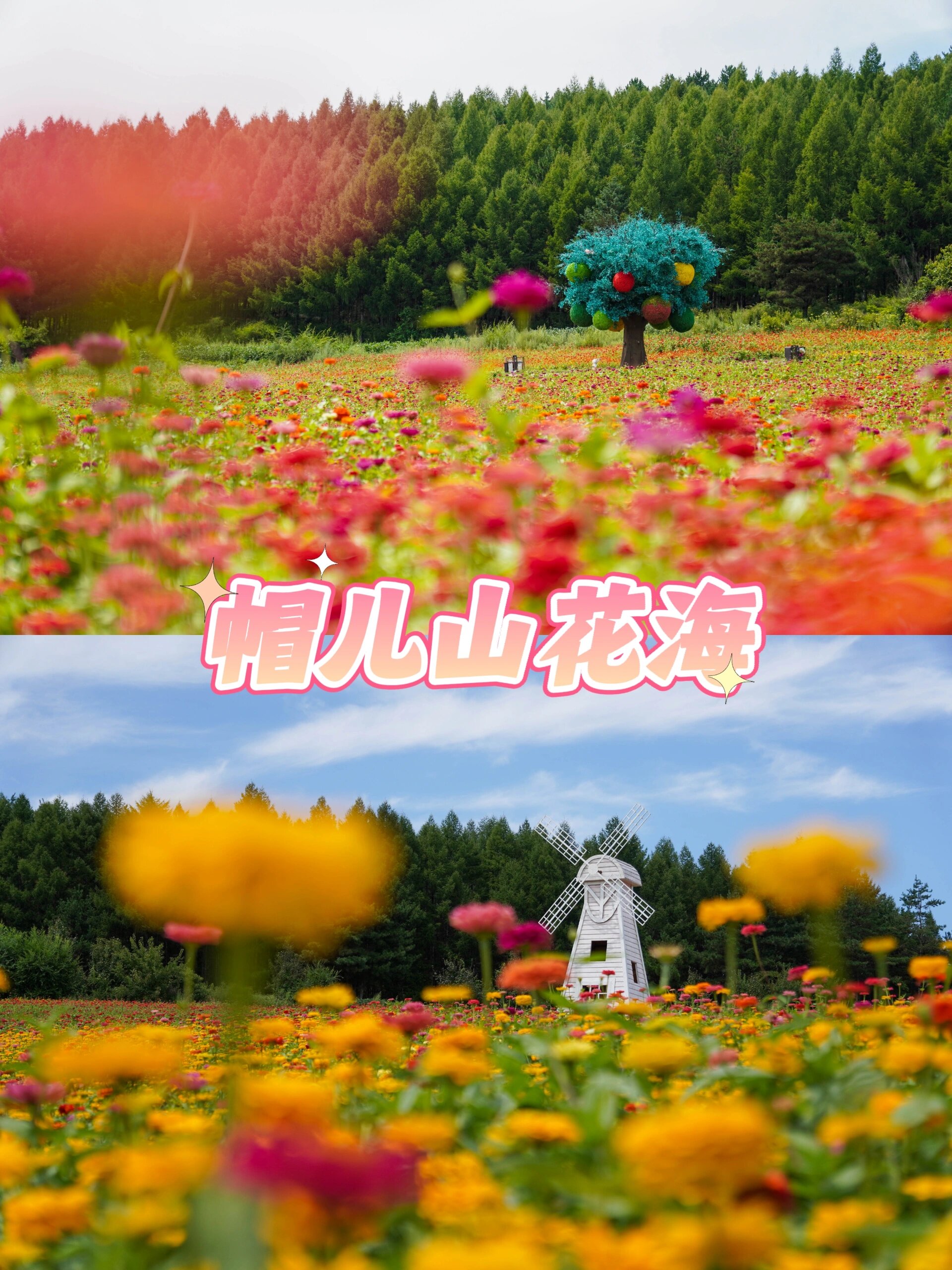 延吉帽儿山花海