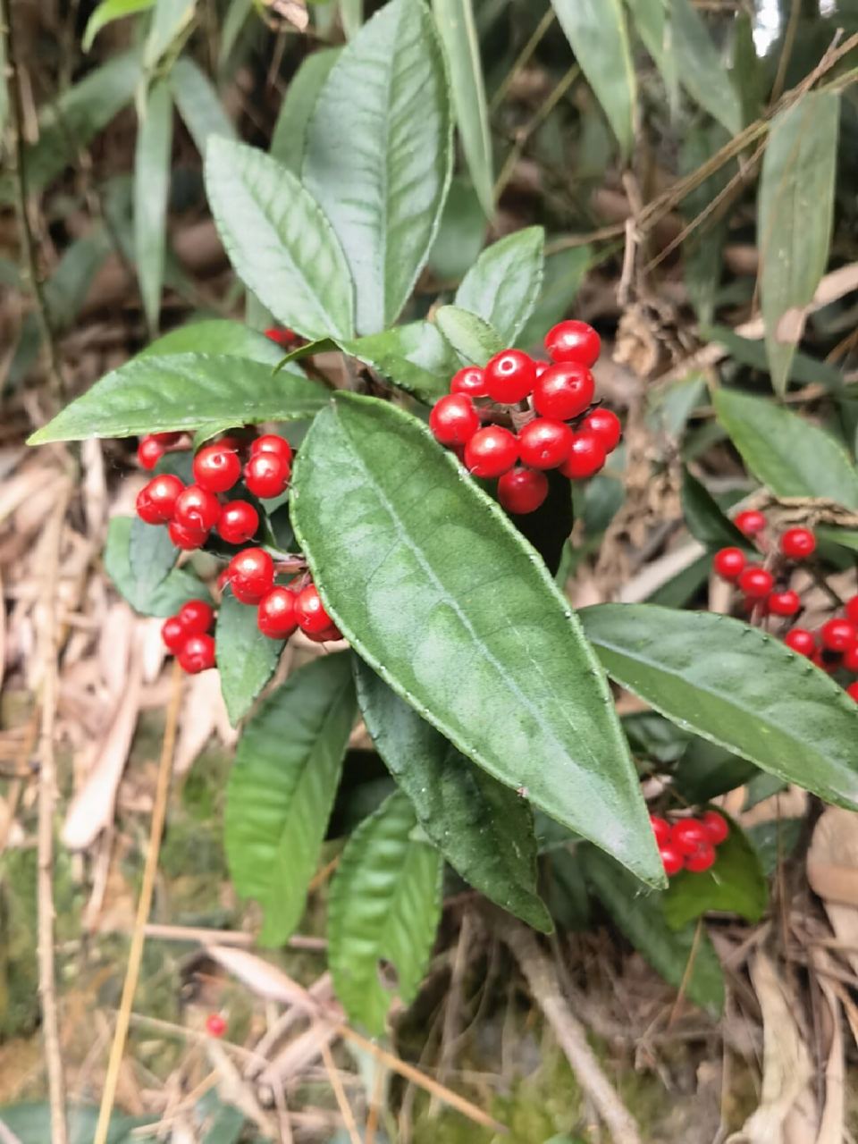 九管血,报春花科,紫金牛属. 拜年啦!