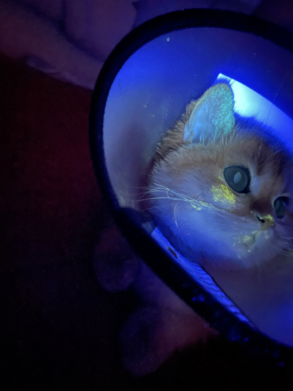 伍德灯照出来黄色是猫藓吗?