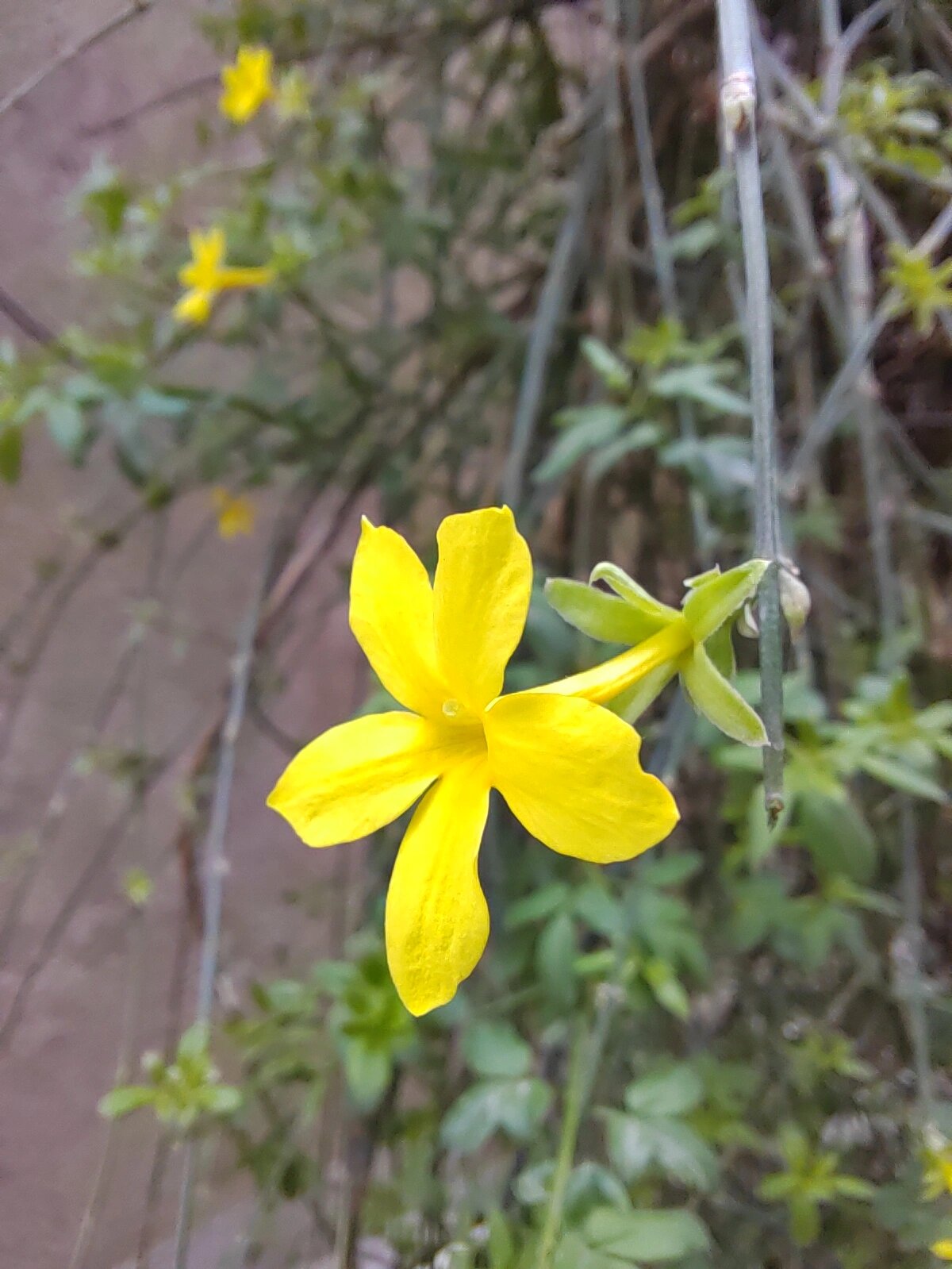 迎春花有什么作用药用图片