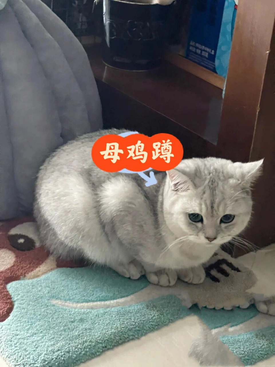 猫咪母鸡蹲和农民揣图片