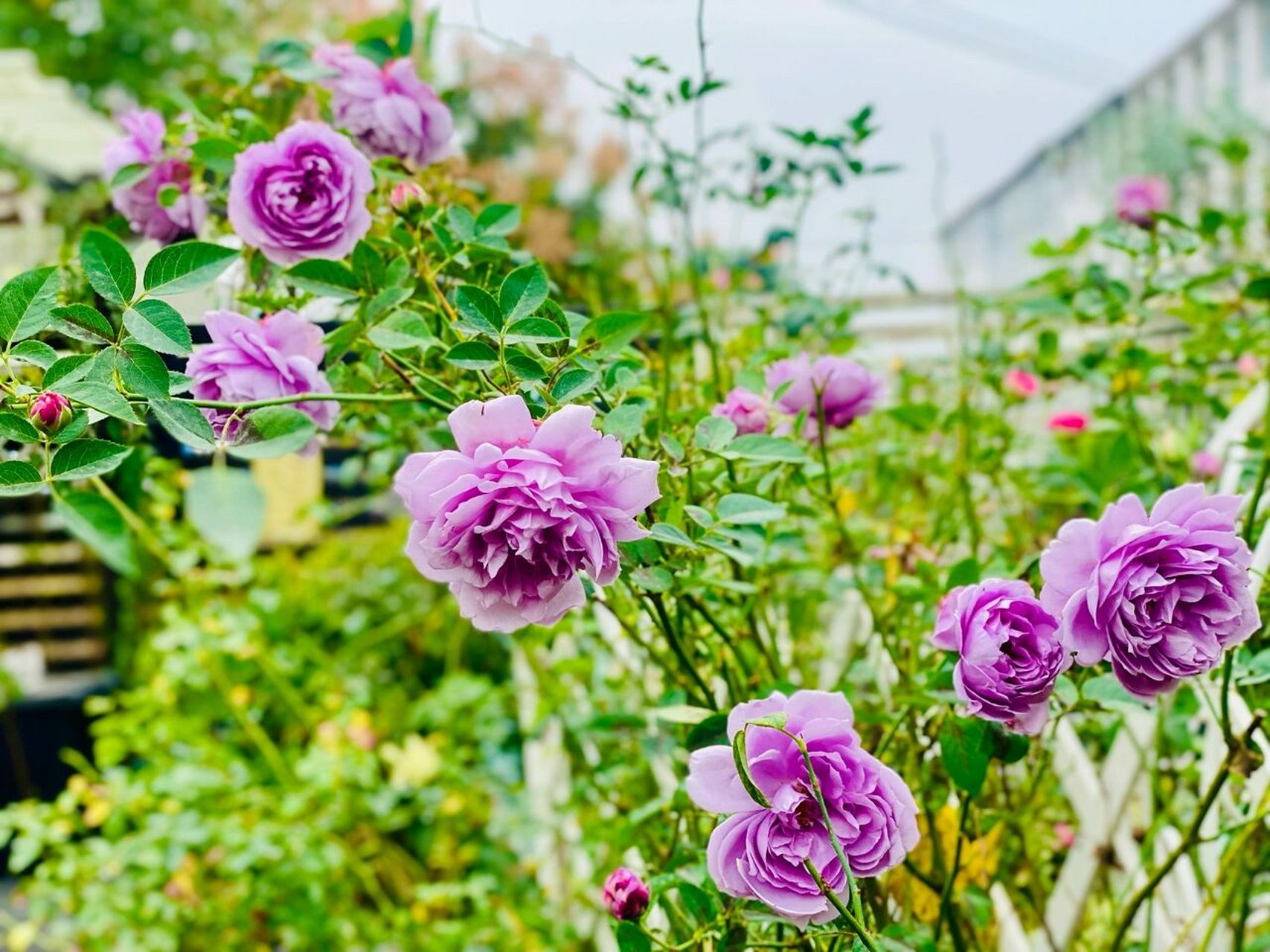 准备淘汰的空蒙棒棒糖 #空蒙月季# 一夏天被我嫌弃的空蒙现在终于正儿