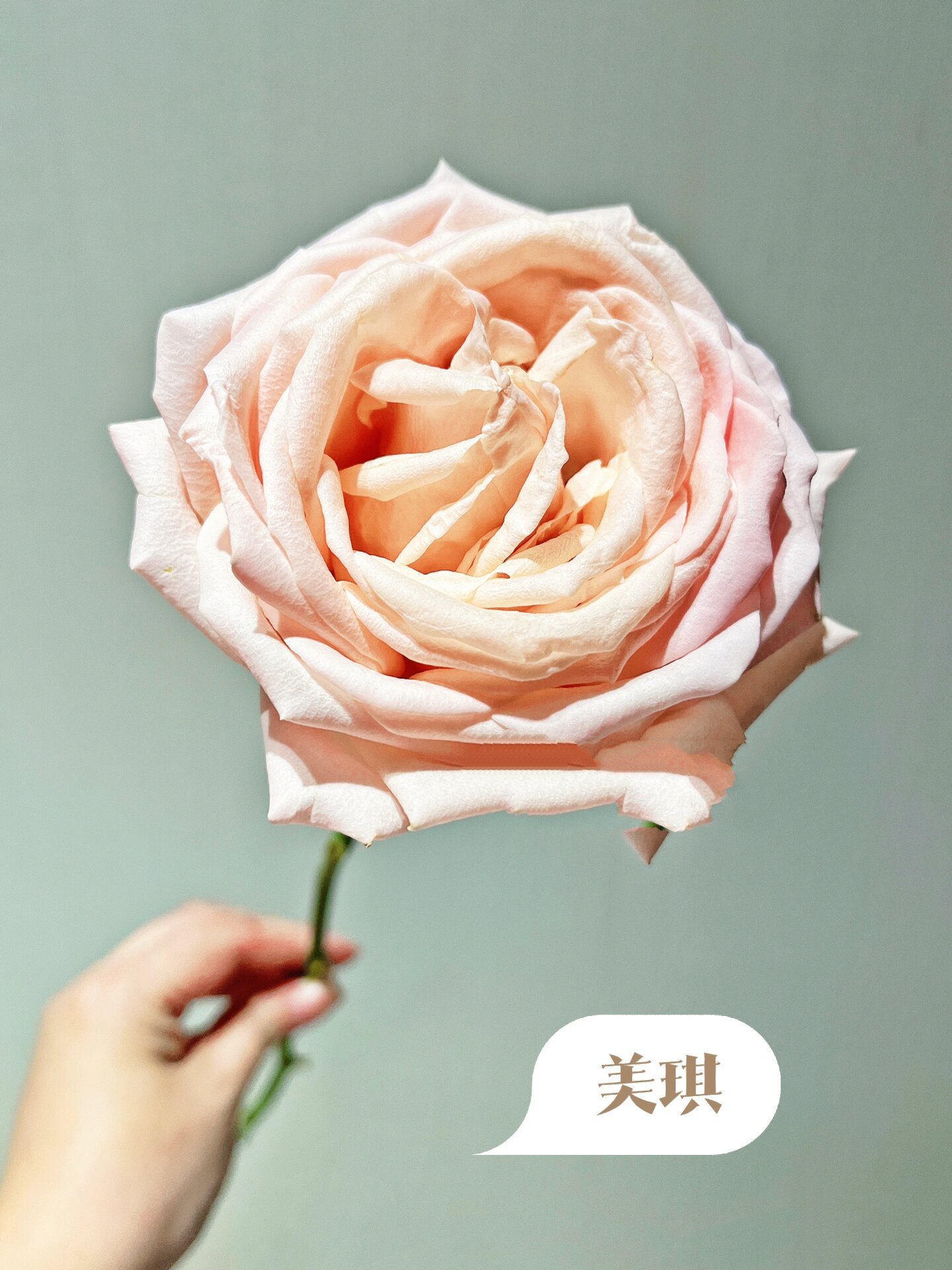 巨型手机(巨型手机壳)
