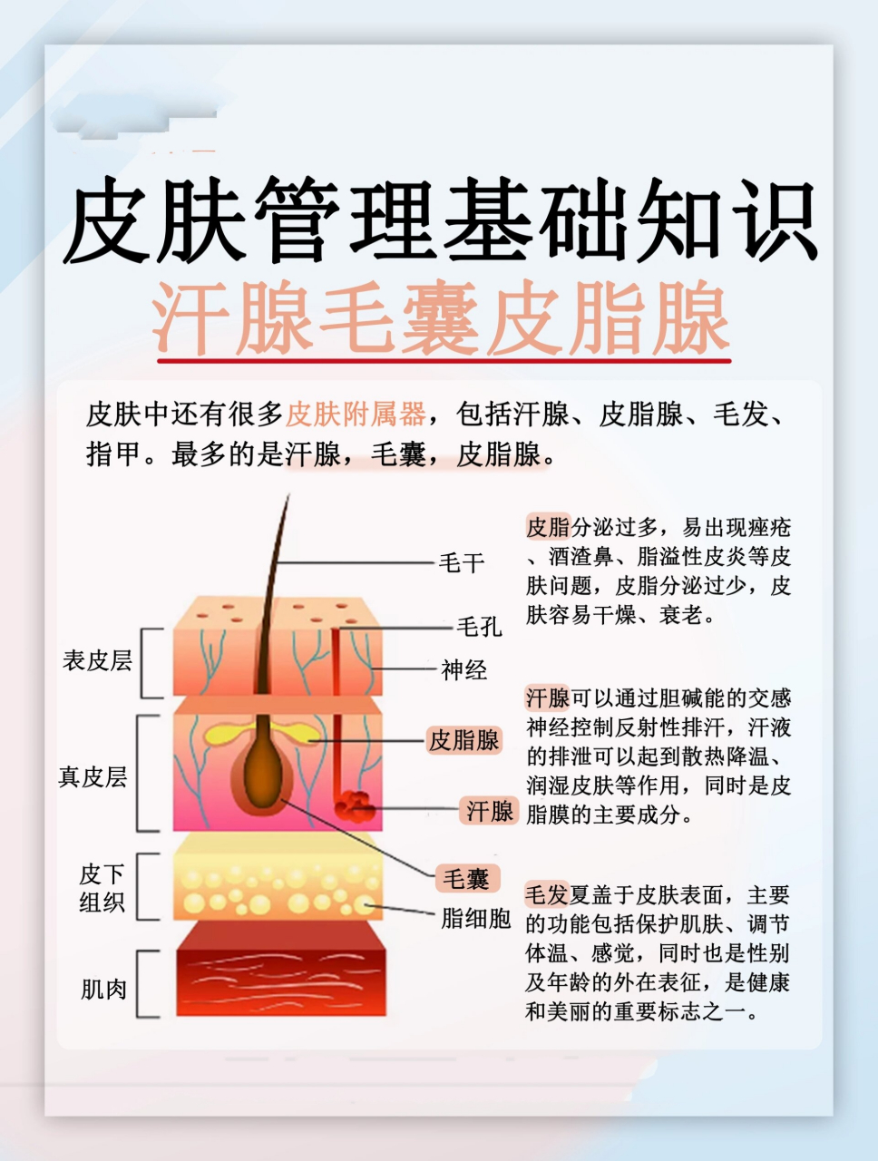 正常毛囊皮脂腺图片