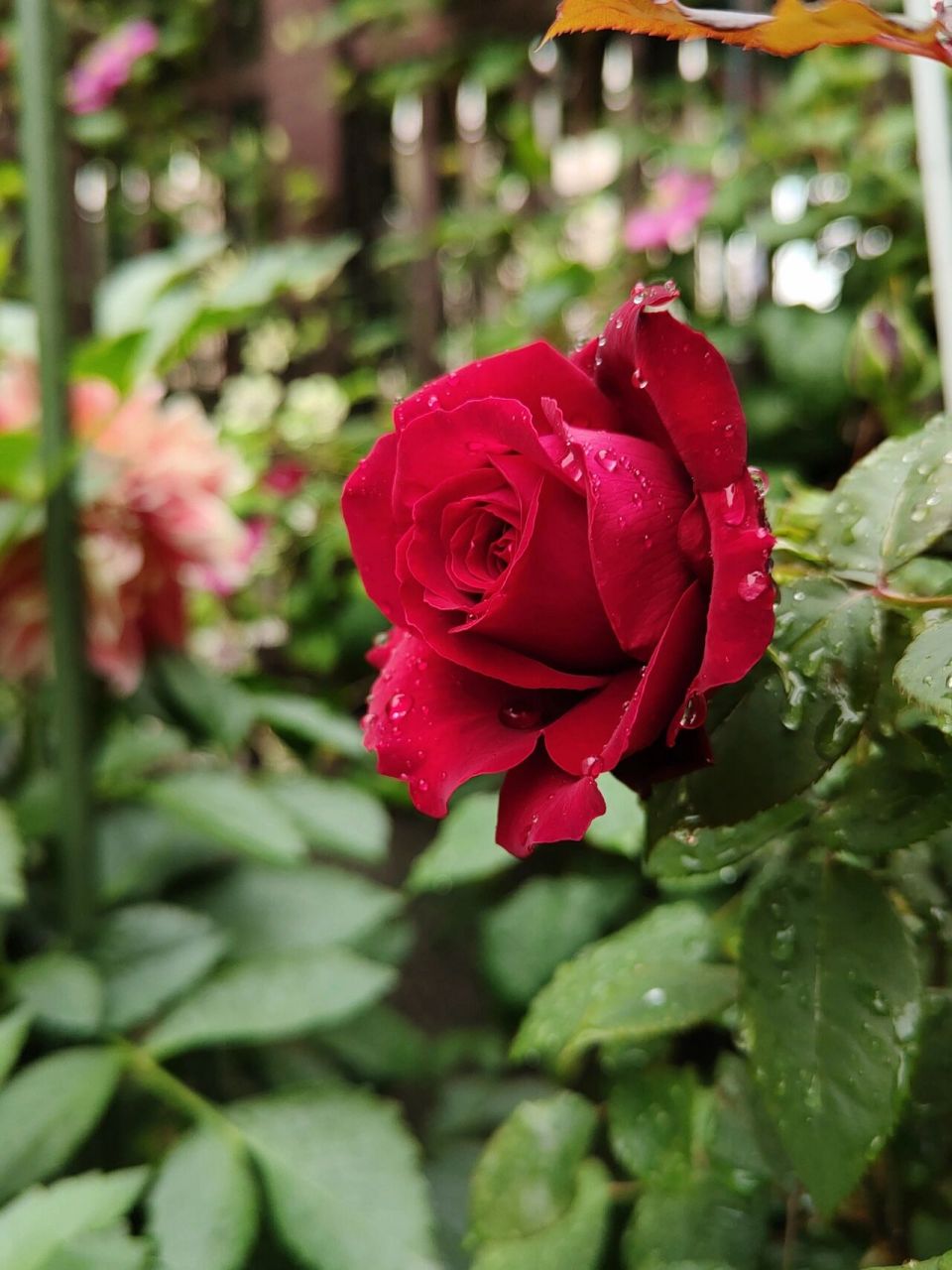 月季测评之 恩钿女士/波特罗/温斯顿 大红色大花茶香月季,颜色很正的
