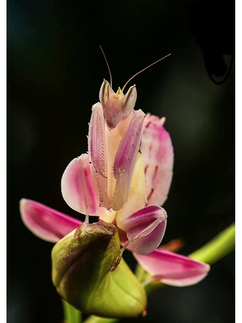 行走的"娇花",冷酷的猎手——兰花螳螂# 粉红淡雅的兰花丛中,一朵花
