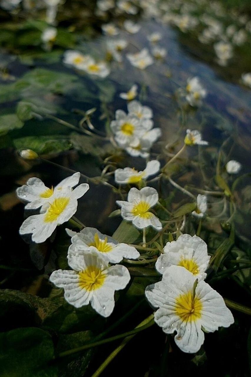 波叶海菜花图片