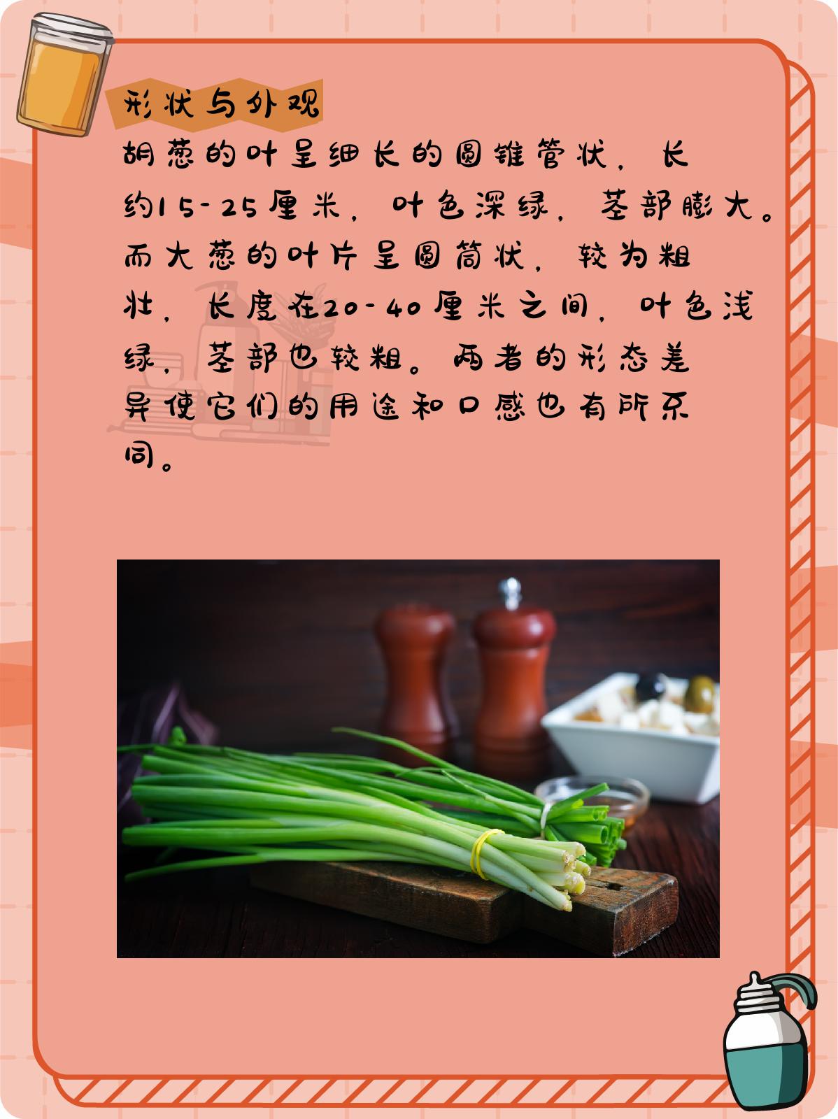 胡葱和大葱的区别 1,形状与外观 胡葱的叶呈细长的圆锥管状,长15-25