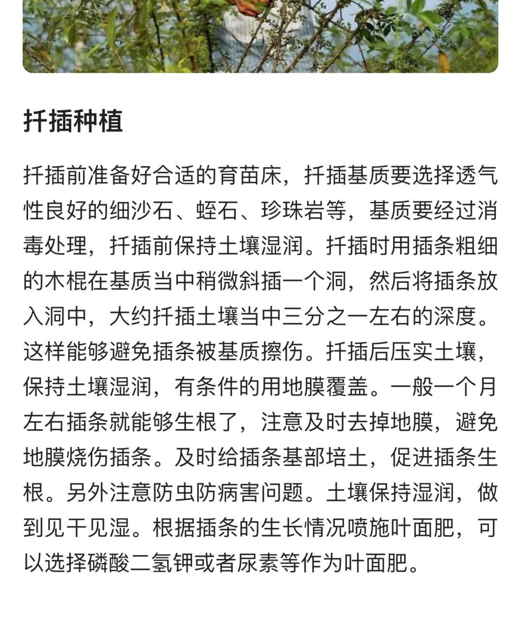 盆栽花椒树的种植方法图片