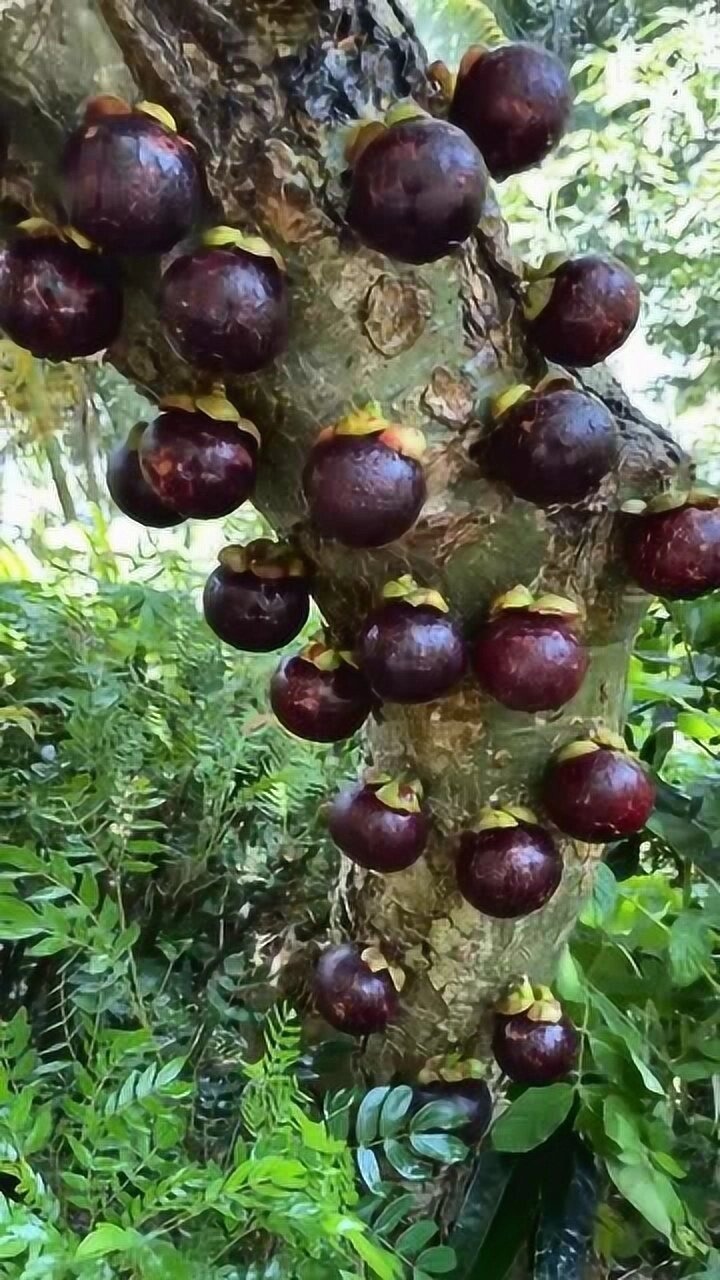 南方水果