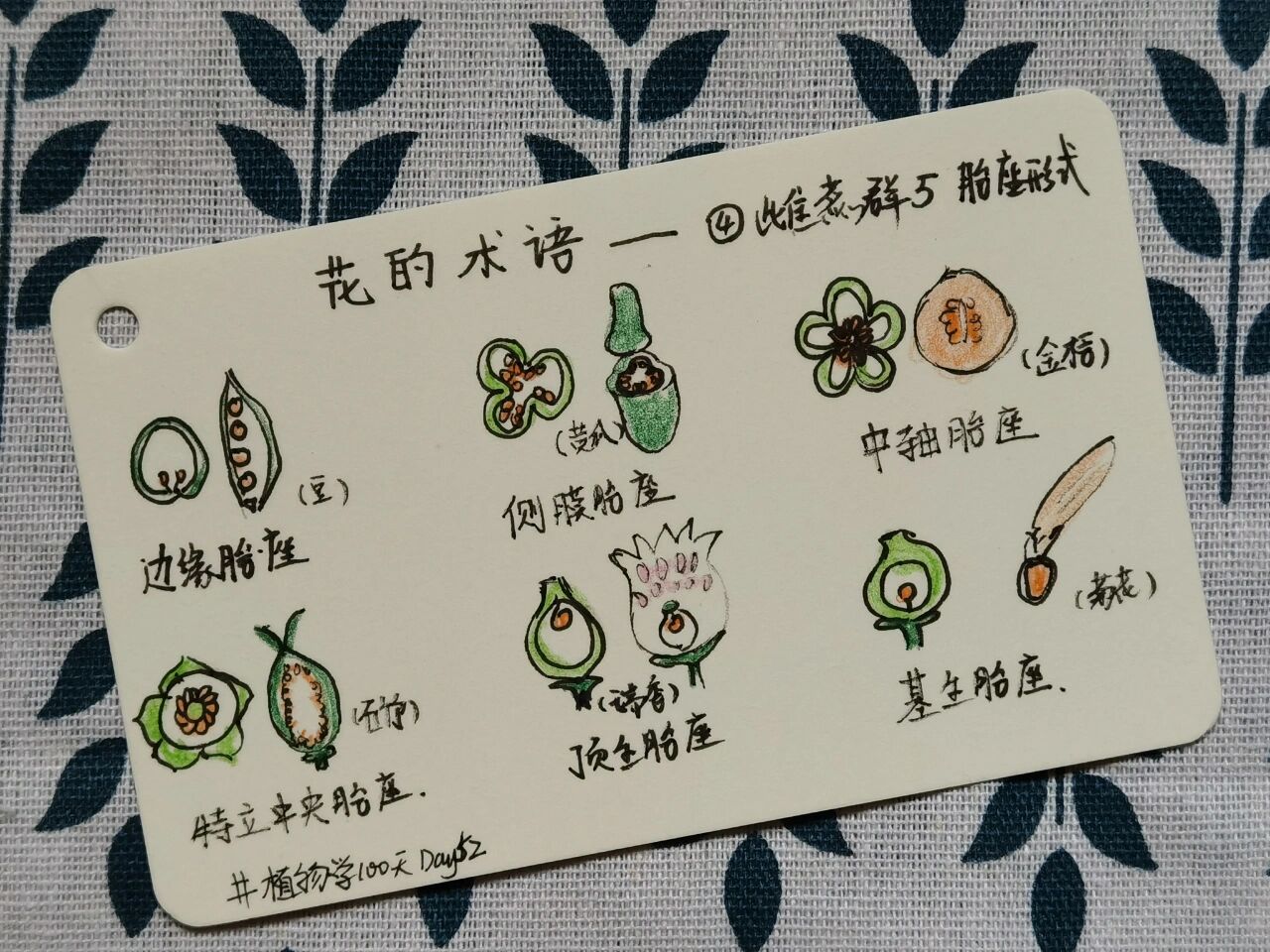 花的术语—④雌蕊群5胎座形式