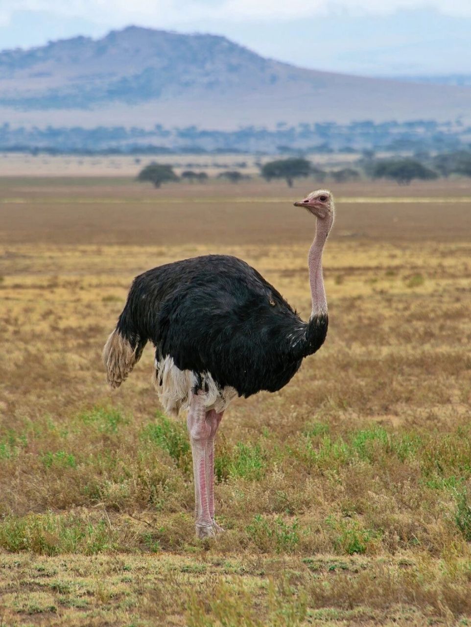 鸵鸟是妥妥的草原明星 原创拍摄于塞伦盖蒂 	 鸵鸟,也叫非洲鸵鸟