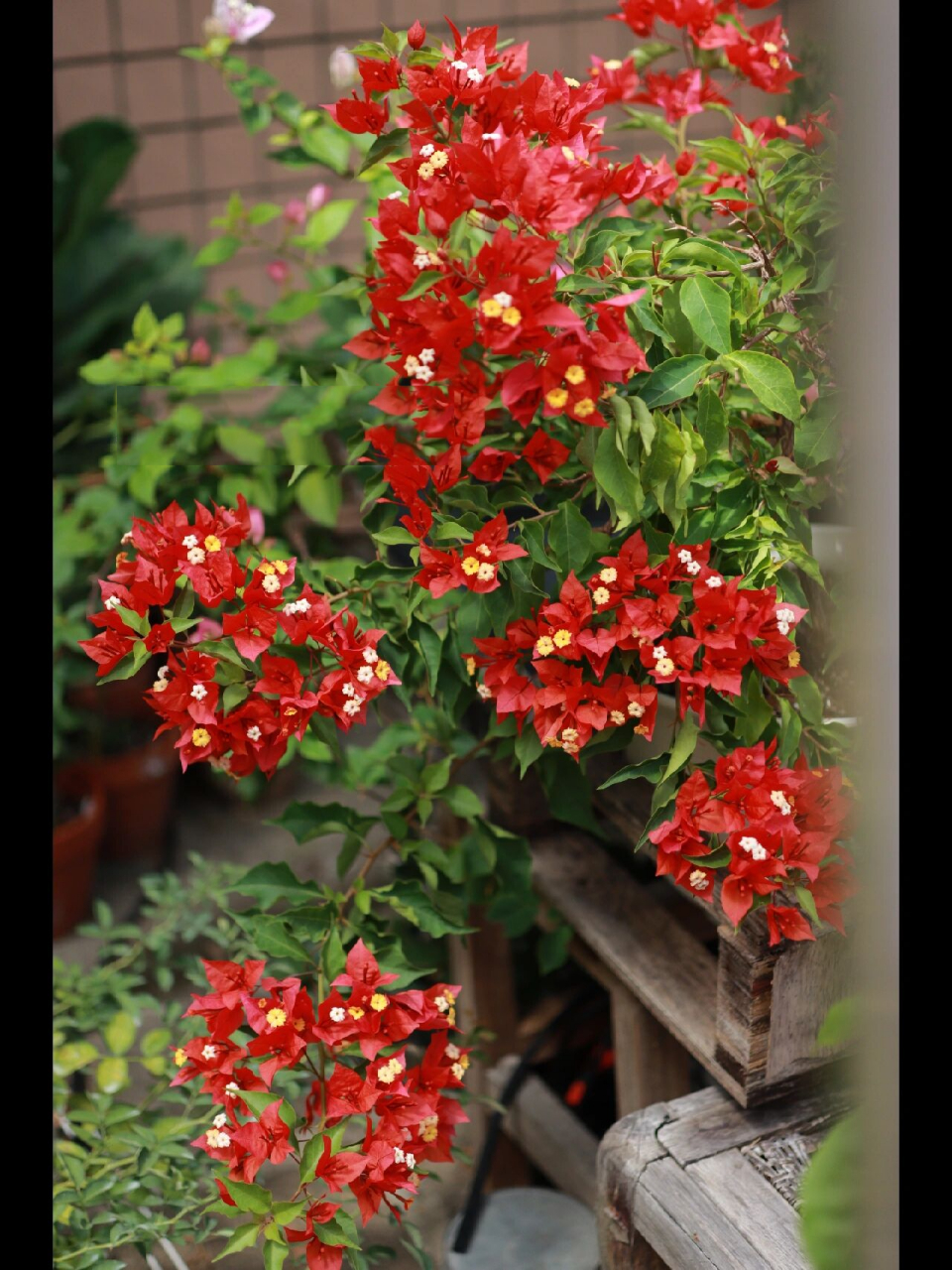 三角梅‖热火桑巴,非常勤花,红的热火