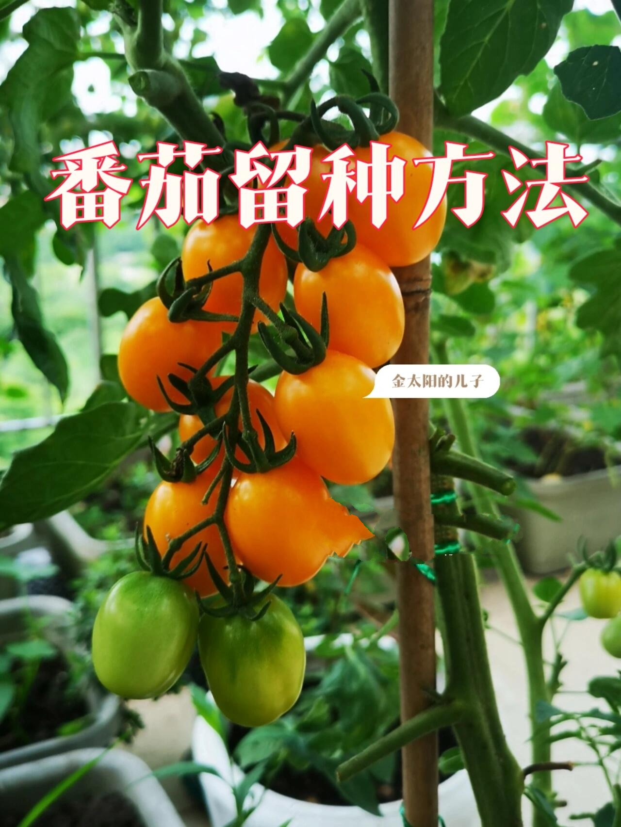 番茄留种方法