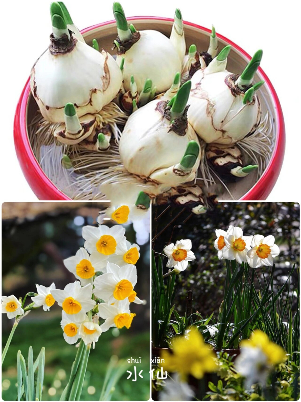 00常见的球根花卉有哪些以及如何分类 99球根花卉有很多种,一般都