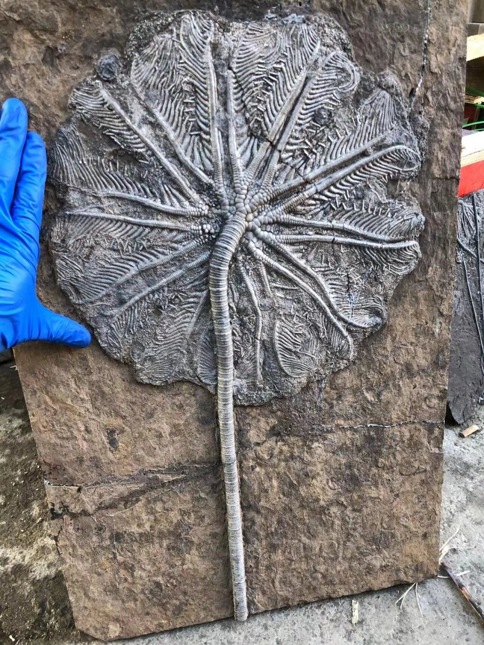 贵州关岭创孔海百合化石 贵州关岭创孔海百合化石,距今2亿年前的