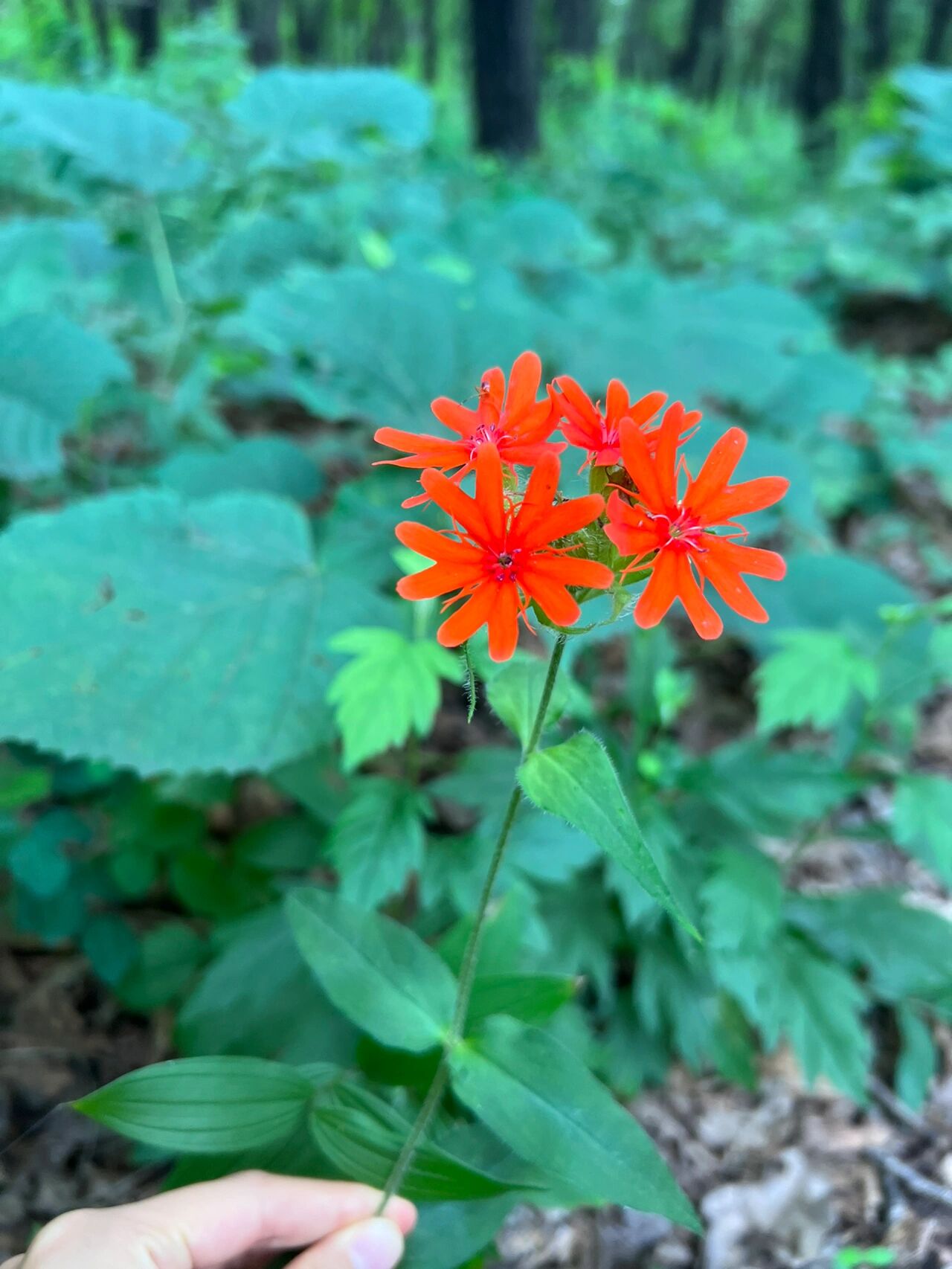 东北路边的那些野花——剪秋罗 剪秋罗花语:温顺亲切 在益寿山小径