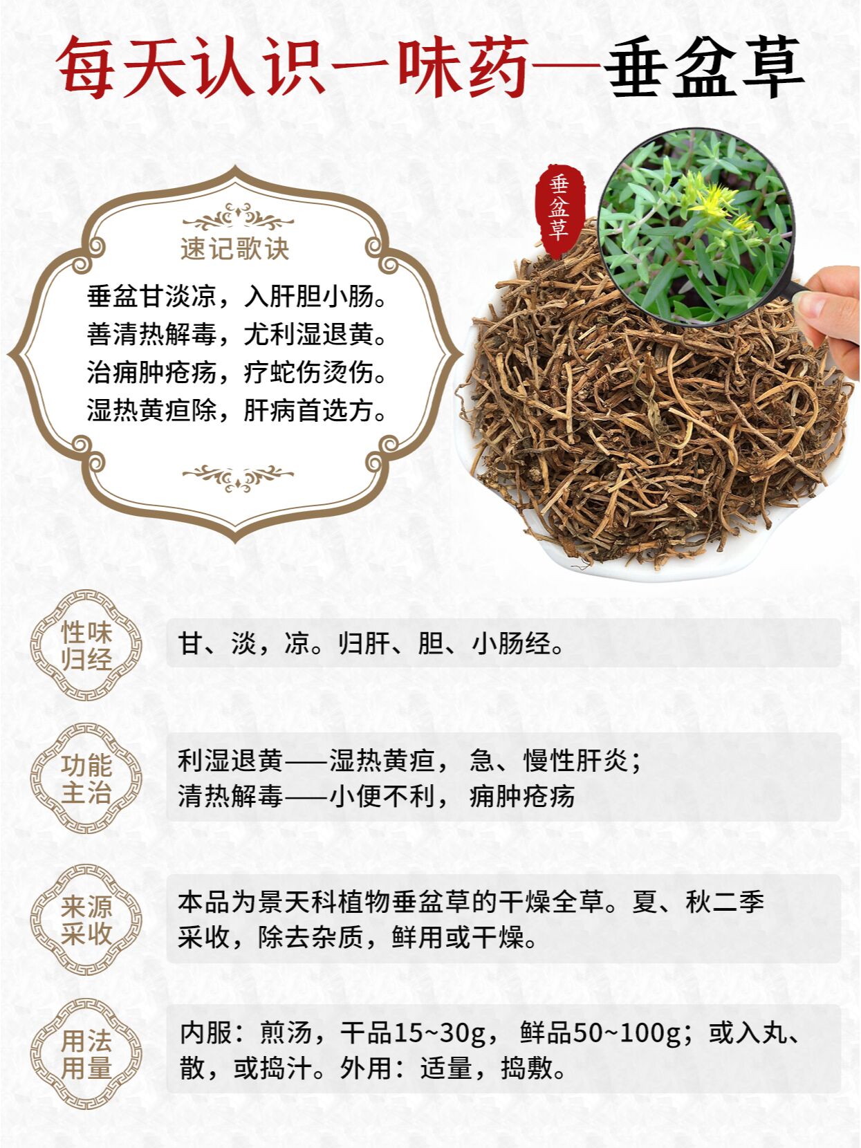 狗芽菜图片及功效图片