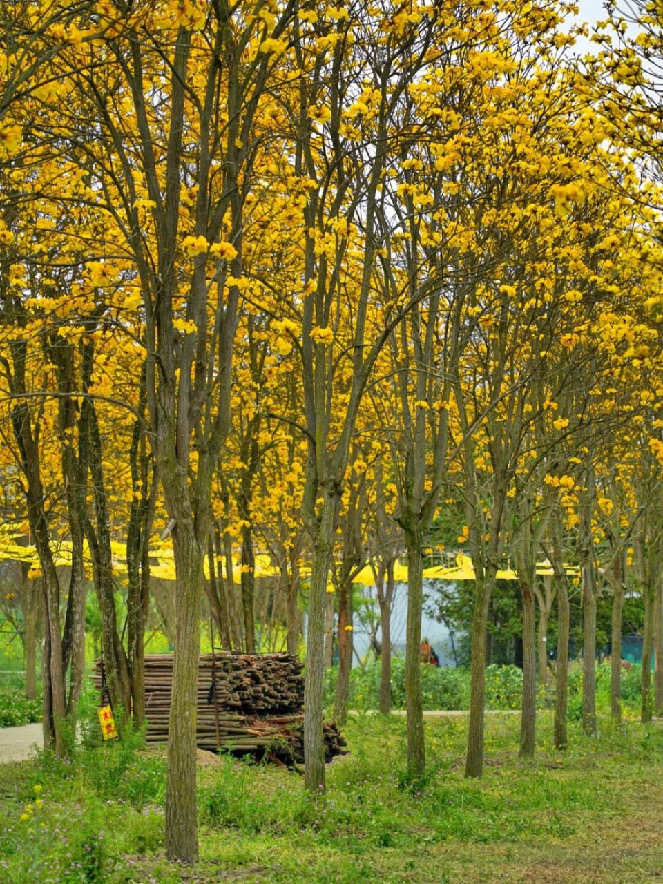 成都真的太浪漫了!