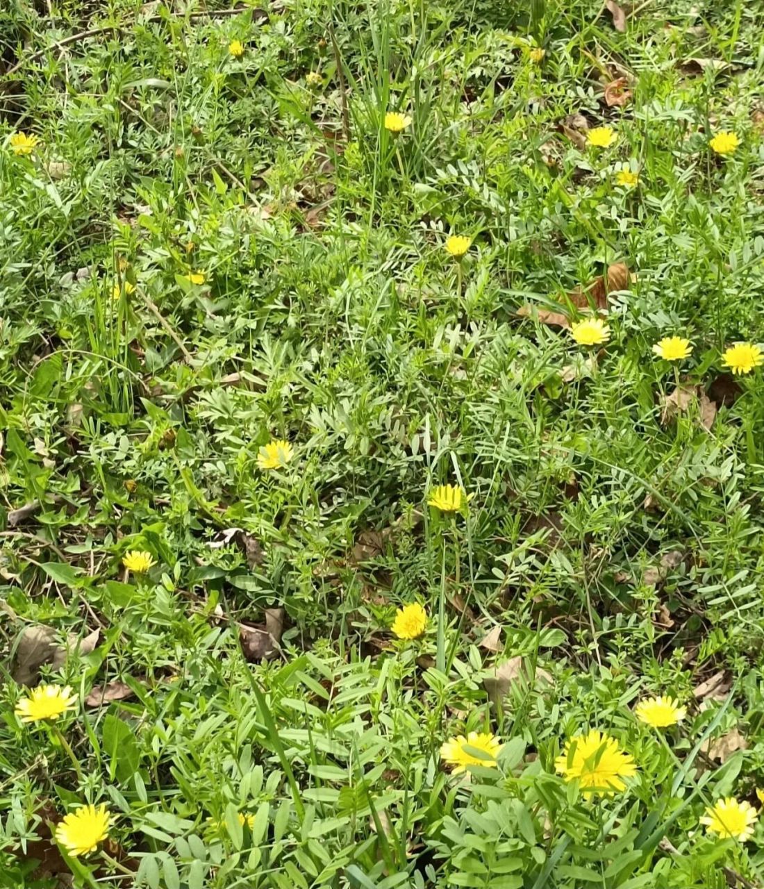 蒲公英又称 婆婆丁  春夏全草入药,秋末冬初采挖其根入药 伞状花序顶