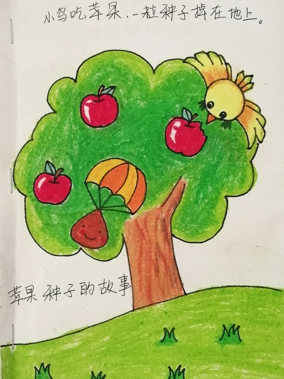 自制绘本(幼儿园) 苹果种子的故事