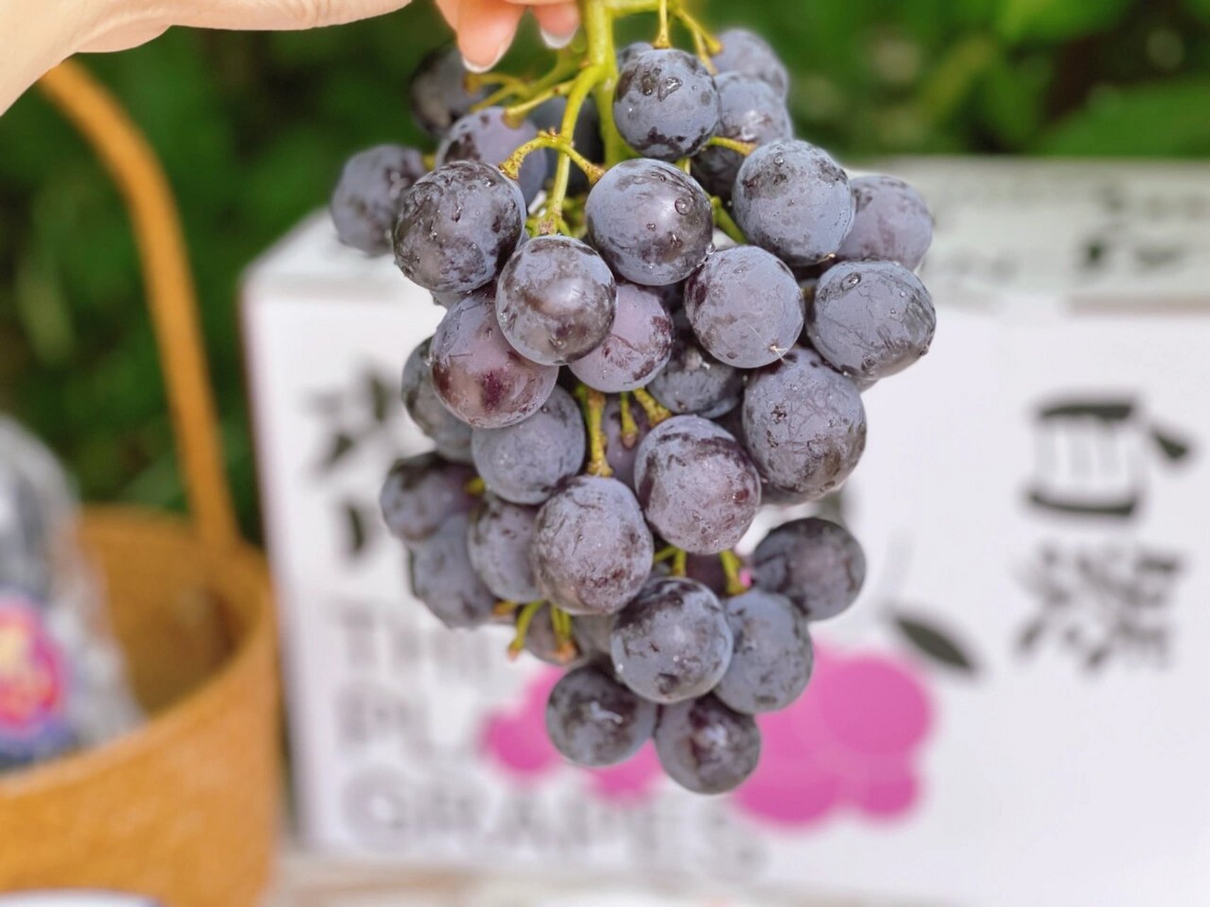 作为一名合肥人,大圩葡萄应该都不陌生吧!