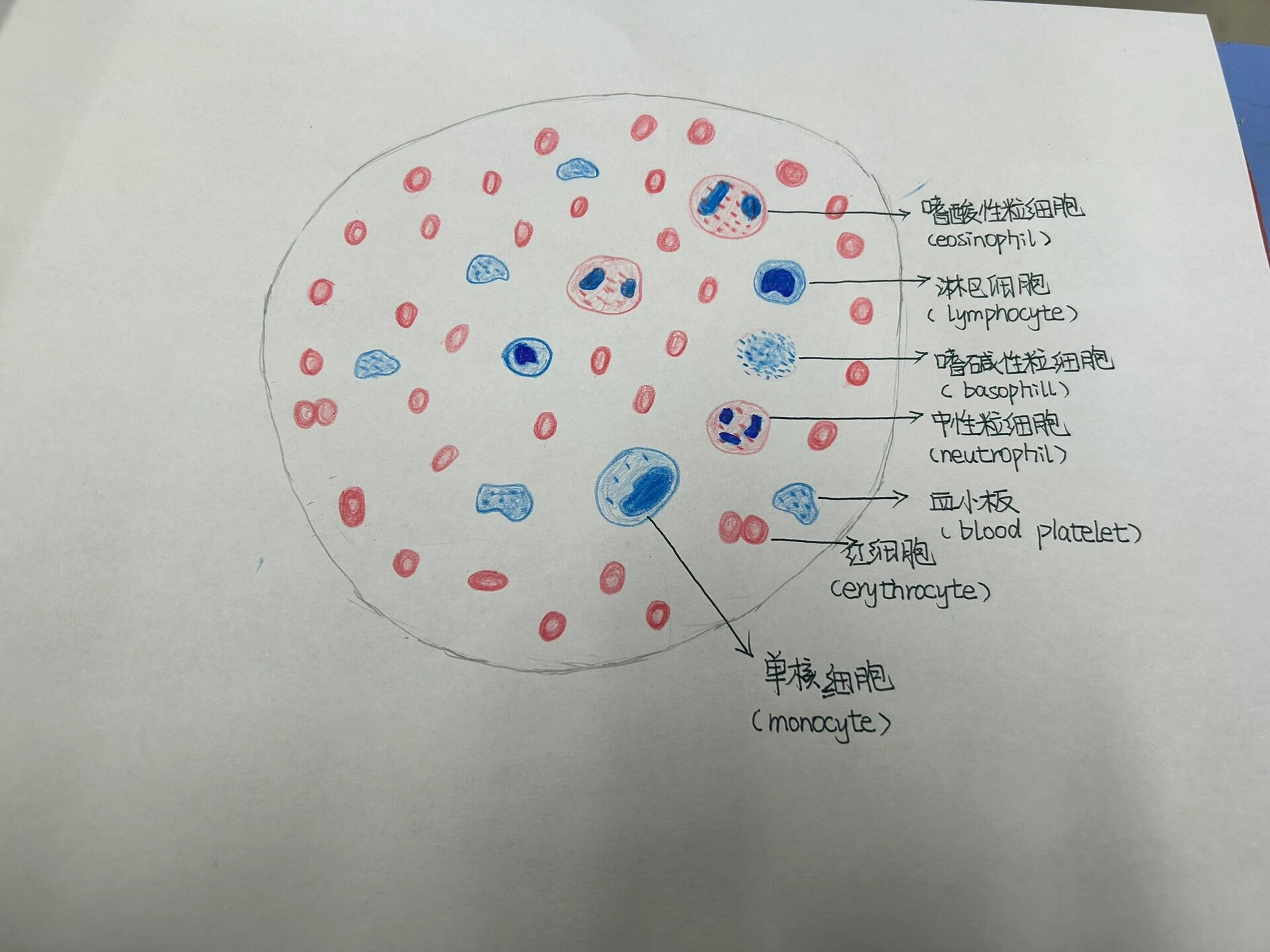 血涂片红蓝笔绘图