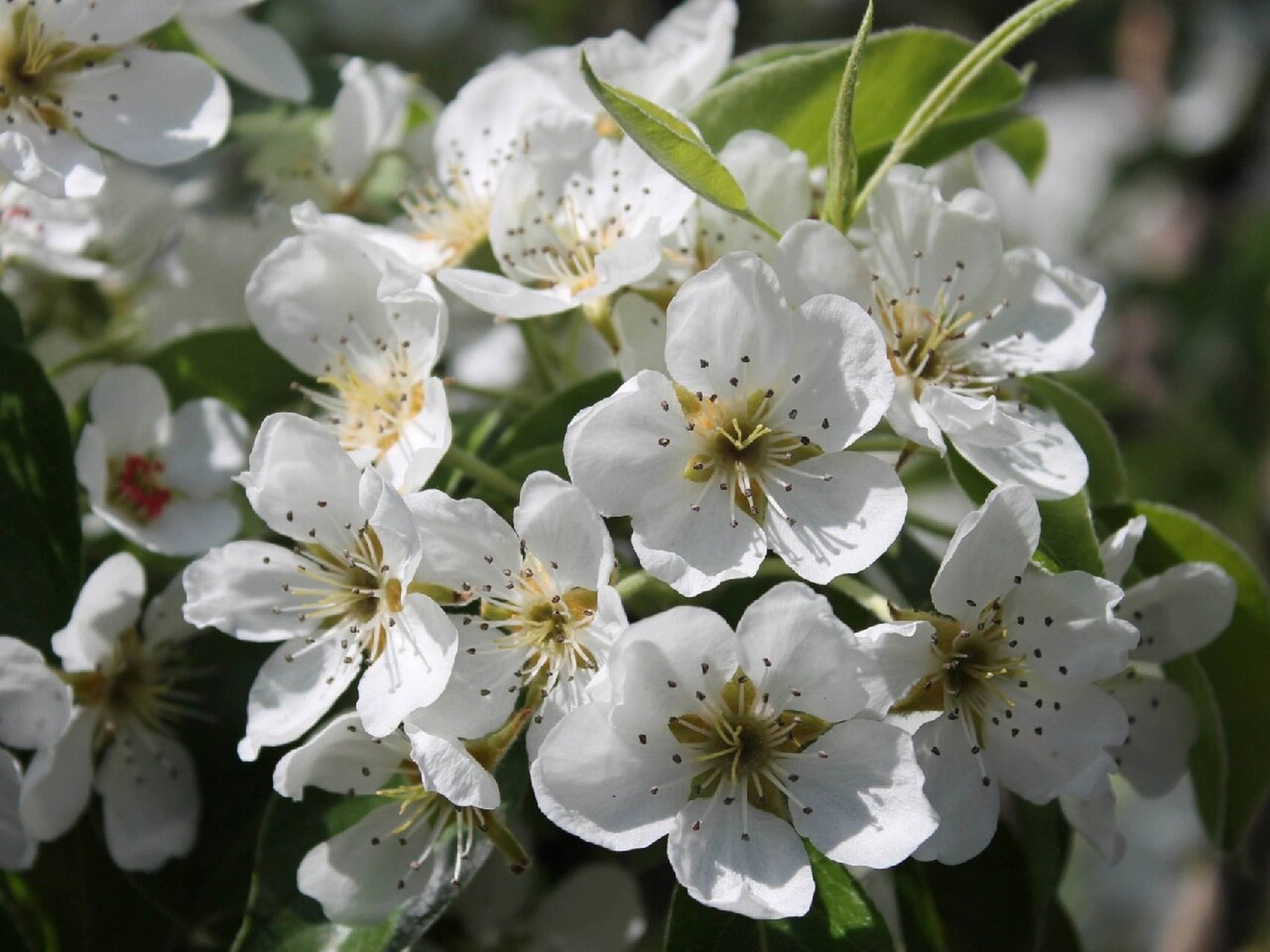 梨花 梨花的花语代表着纯情的爱,陪伴守候,离别等寓意.