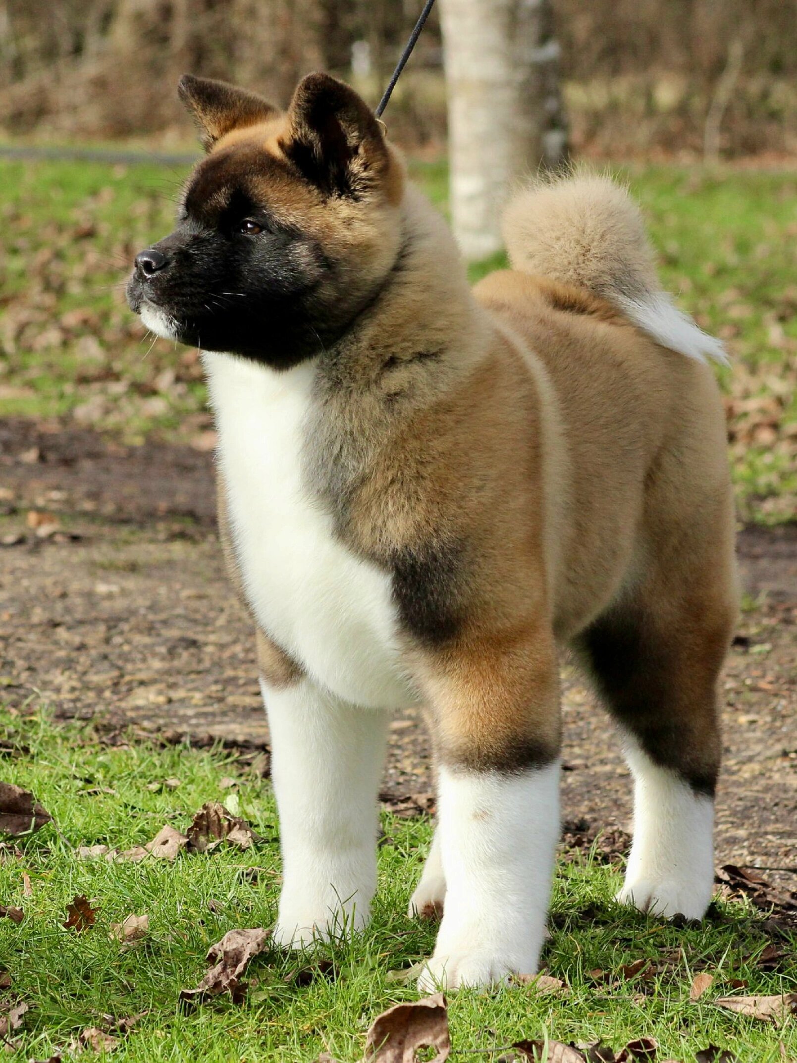 梦中情狗再度上线——小棕熊美国秋田犬97