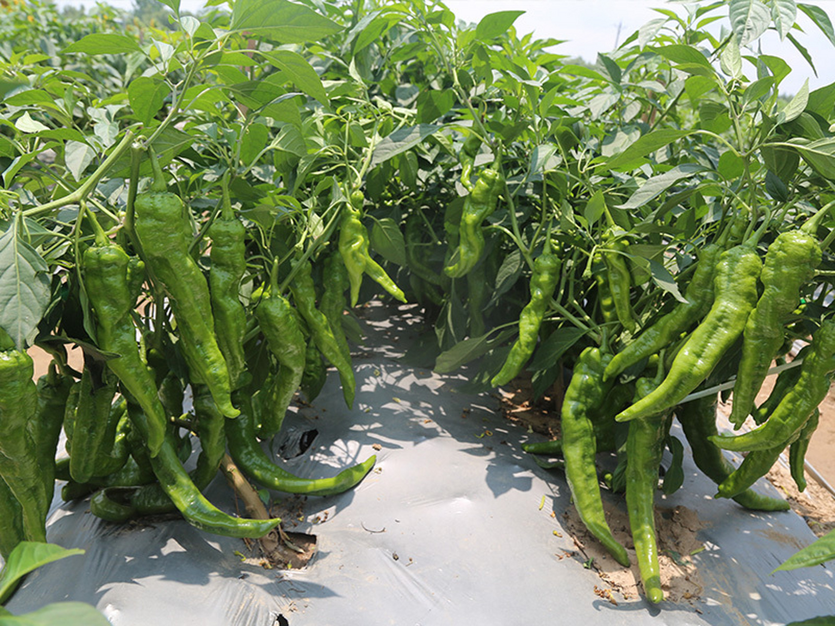 辣椒坐果率低的原因及解决办法!