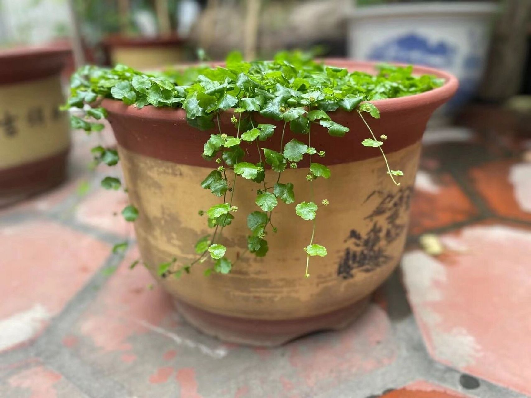 遍地锦常用于治疗各种热性的口腔溃疡,口腔炎,民间采其煮水代茶喝