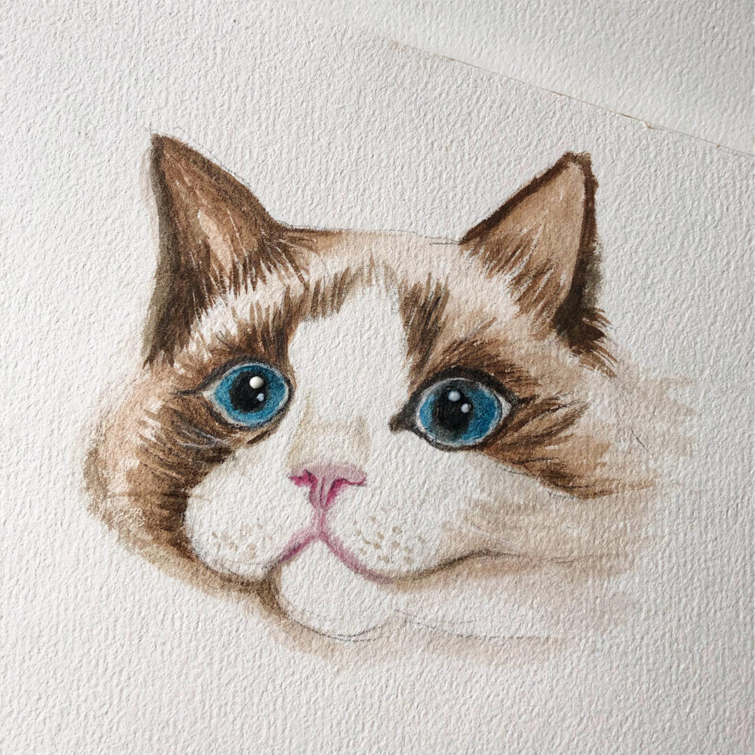 我爱画画|自学水彩画🐱一只布偶猫