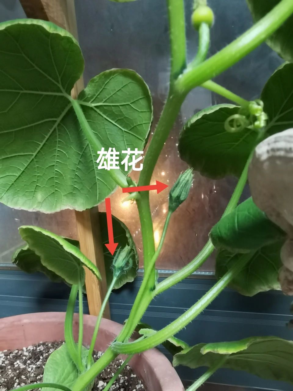 教你一眼识别南瓜的雌花和雄花  种在阳台里的贝贝南瓜, 昨晚突然发现