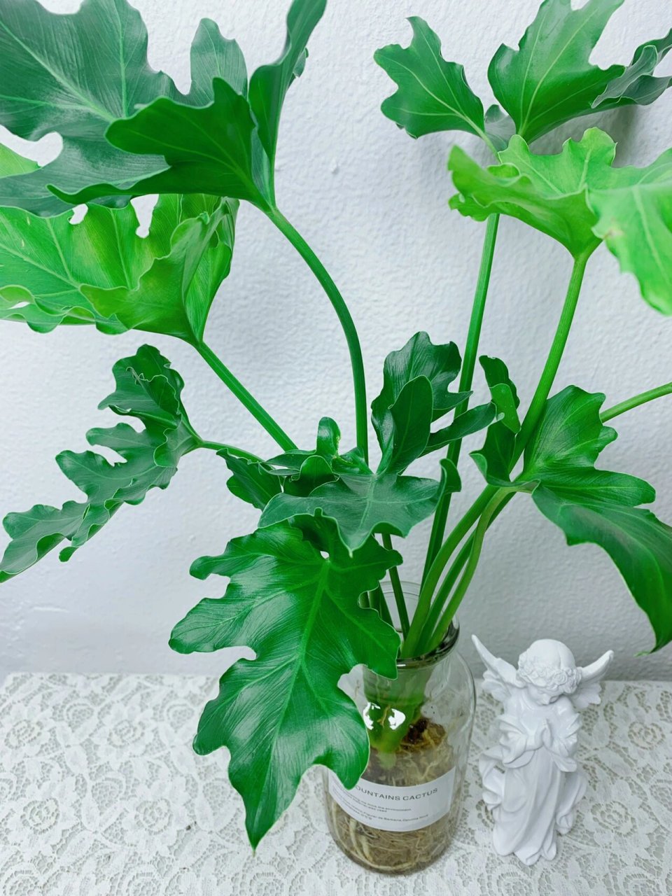 爆款推荐|春羽·小天使94养护技巧00 【植物品名】91:春羽·小