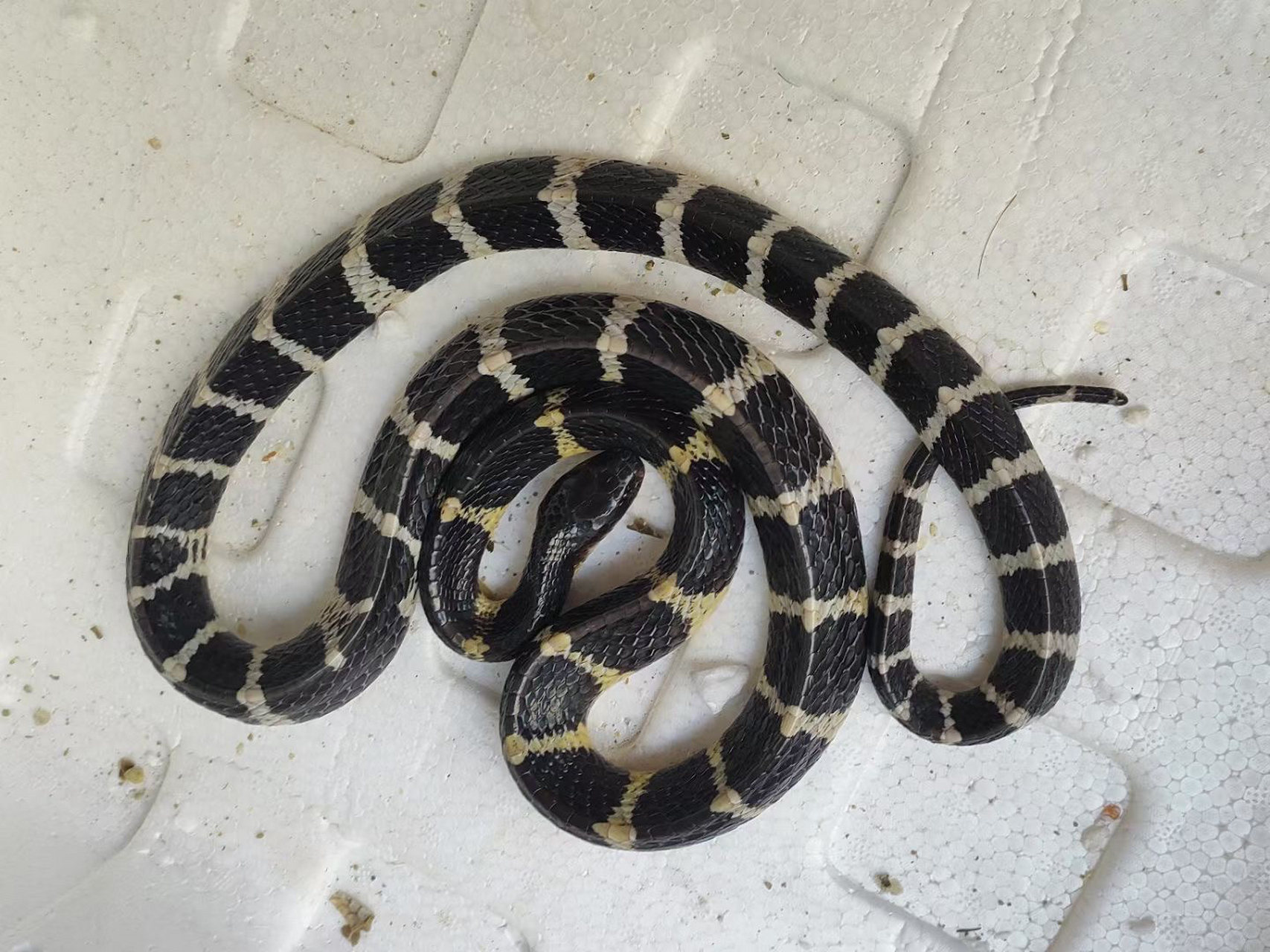 银环蛇剧毒 剧毒