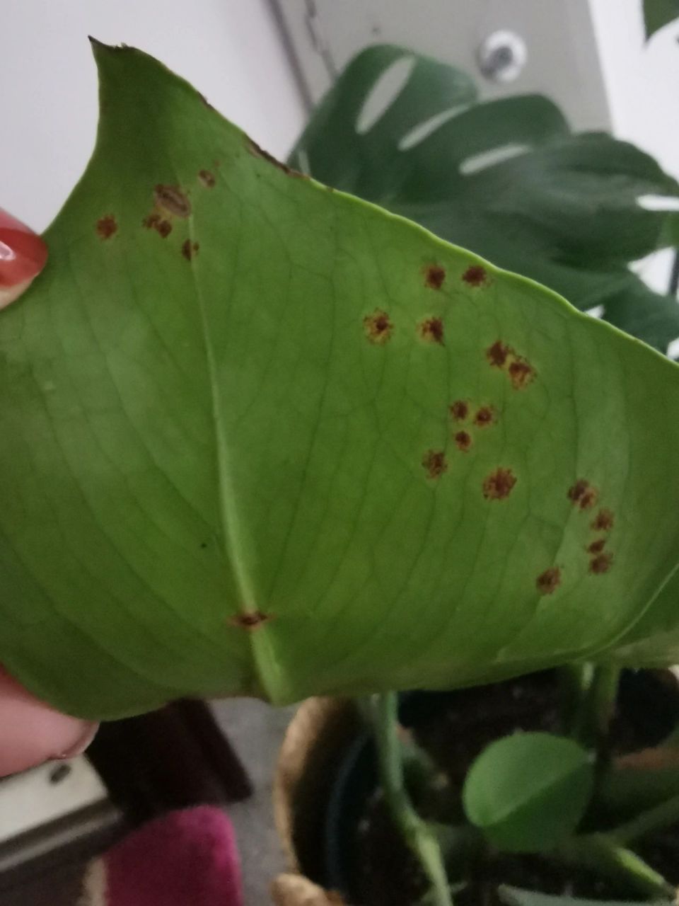 龟背竹叶子黄斑 龟背竹叶子出现了黄色斑点,叶子背面对应红色斑点,用