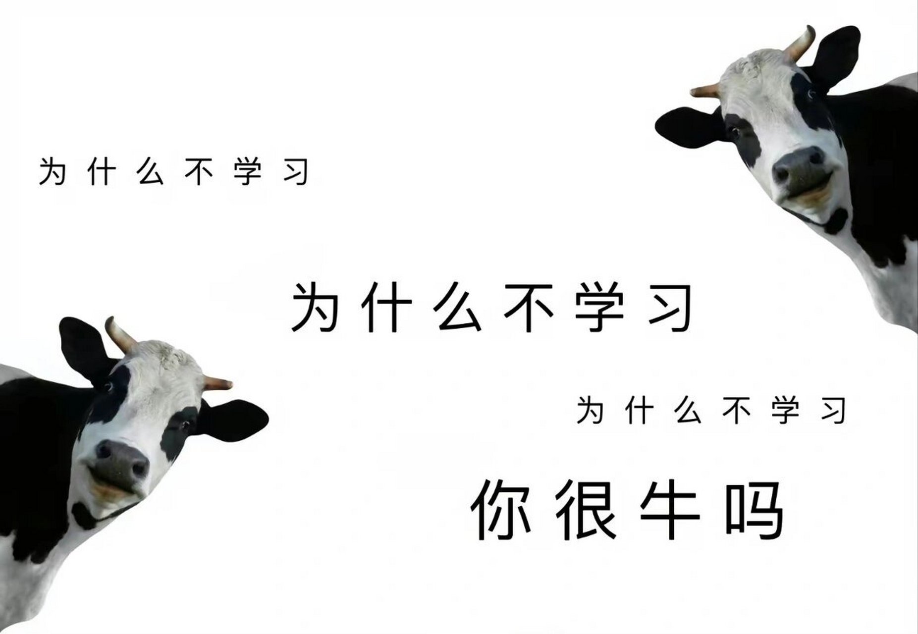 ipad壁纸-你为什么不学习 你很牛吗 您完全不读书的吗